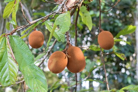 Fruits Of The Amazon brabet